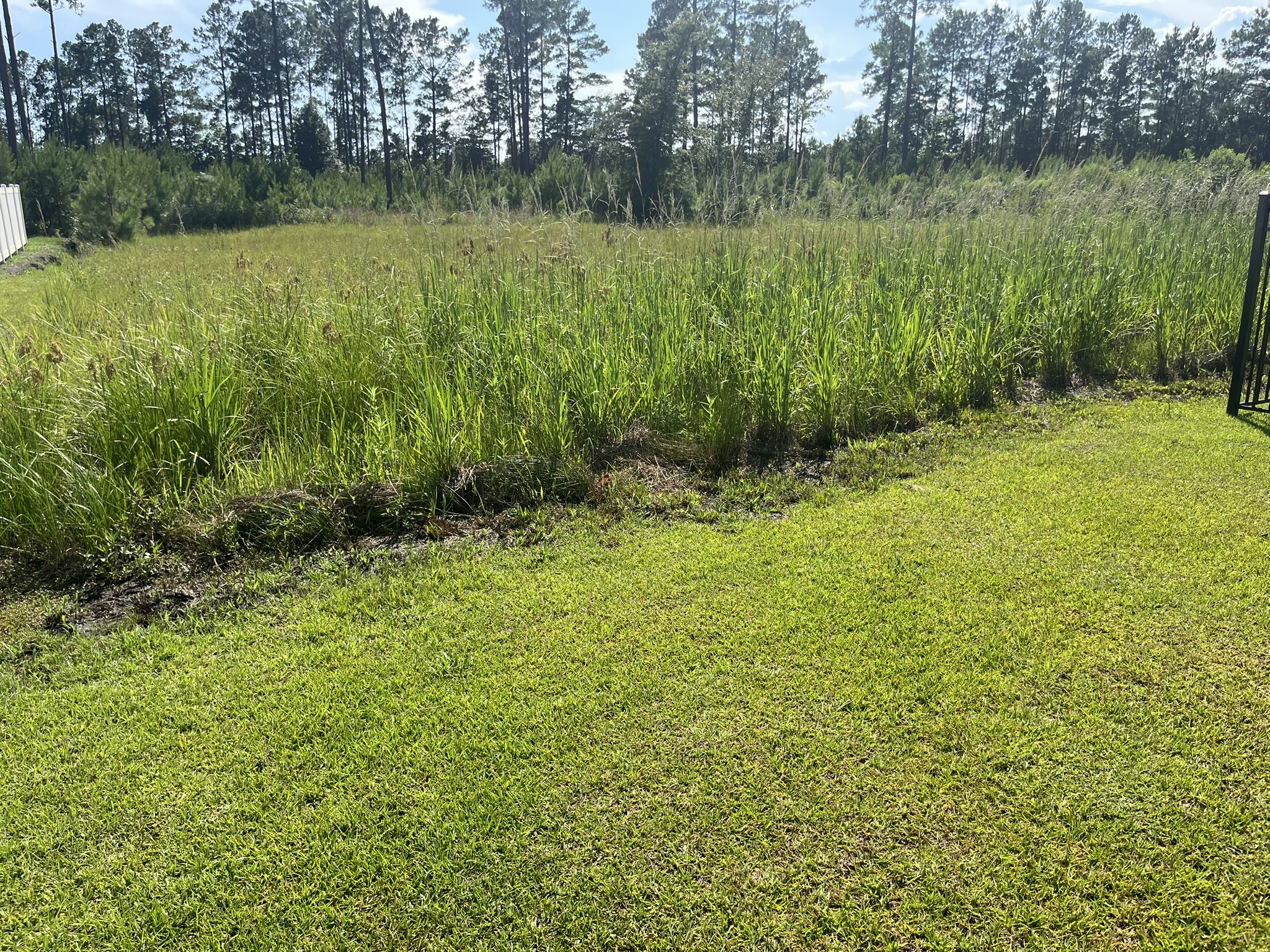 Tall field grass bordering a mowed green lawn.